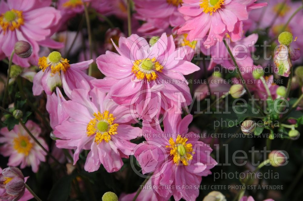 Anemone Pretty Lady Diana (Anemone)  