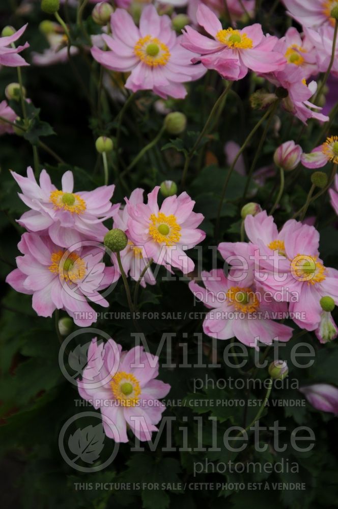 Anemone Pretty Lady Emily (Japanese Anemone) 1 