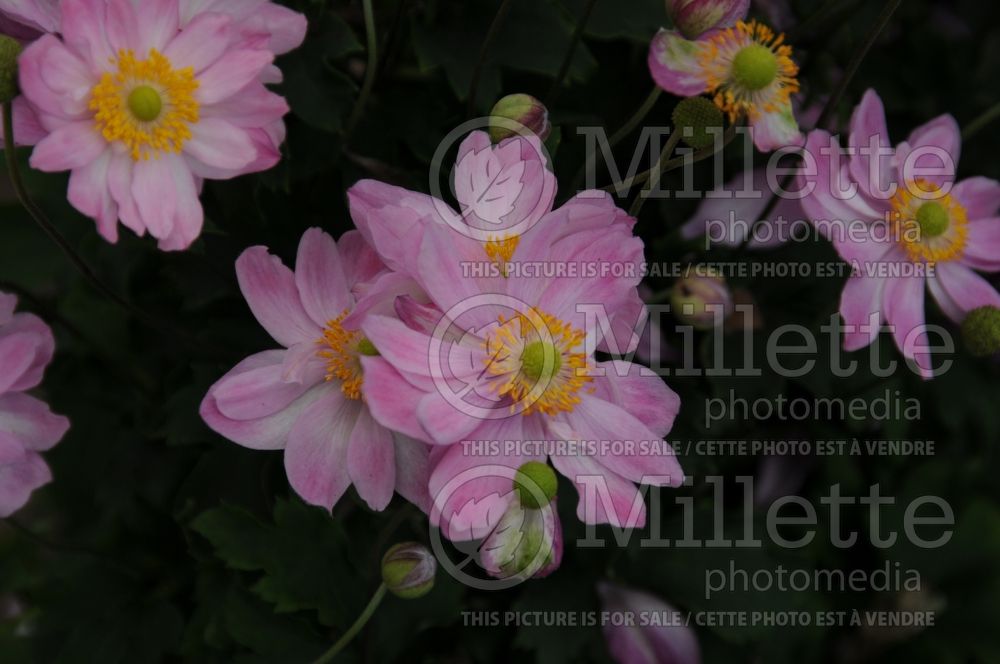 Anemone Pretty Lady Emily (Japanese Anemone) 2 