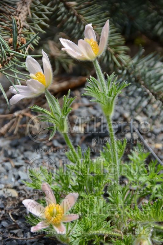 Anemone Pearl Bells (wood anemone) 1 