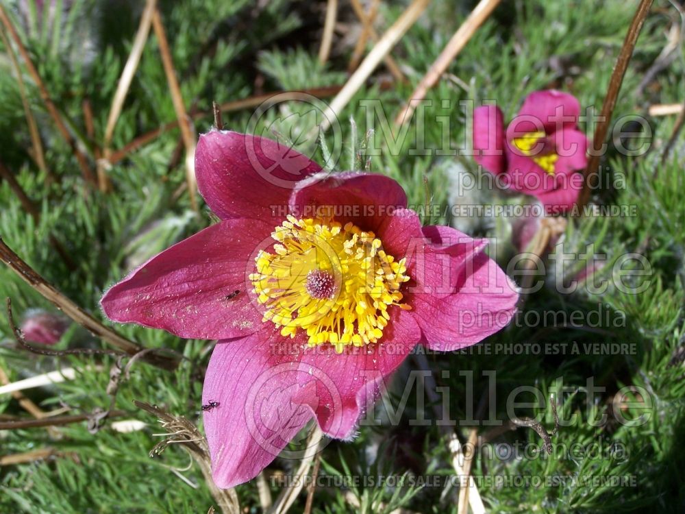 Pulsatilla or Anemone Rubra (Anemone pulsatille) 1 