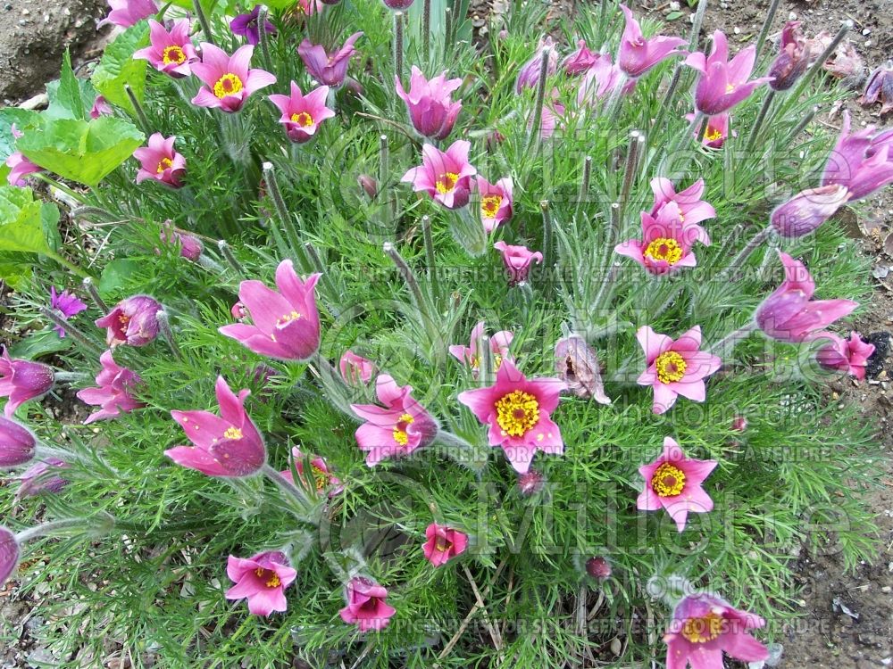 Pulsatilla or Anemone Rubra (Anemone pulsatille) 2 