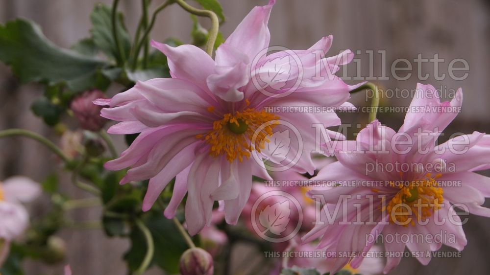 Anemone Queen Charlotte (Japanese Anemone) 2 