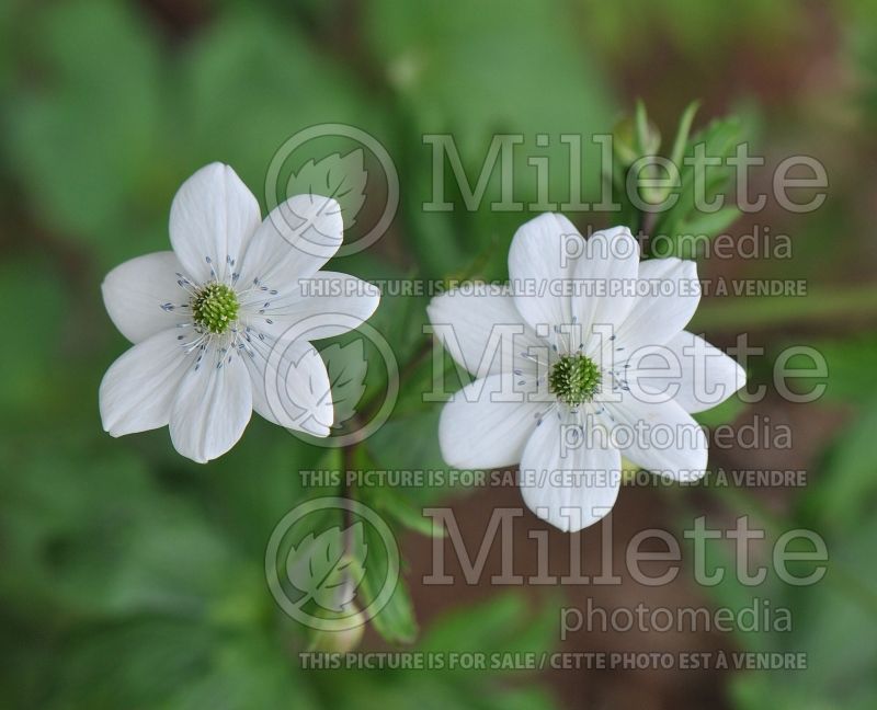 Anemone rivularis (riverside windflower) 1 