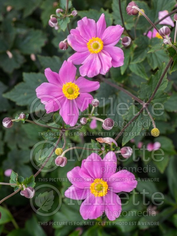 Anemone Serenade  (Japanese Anemone) 3