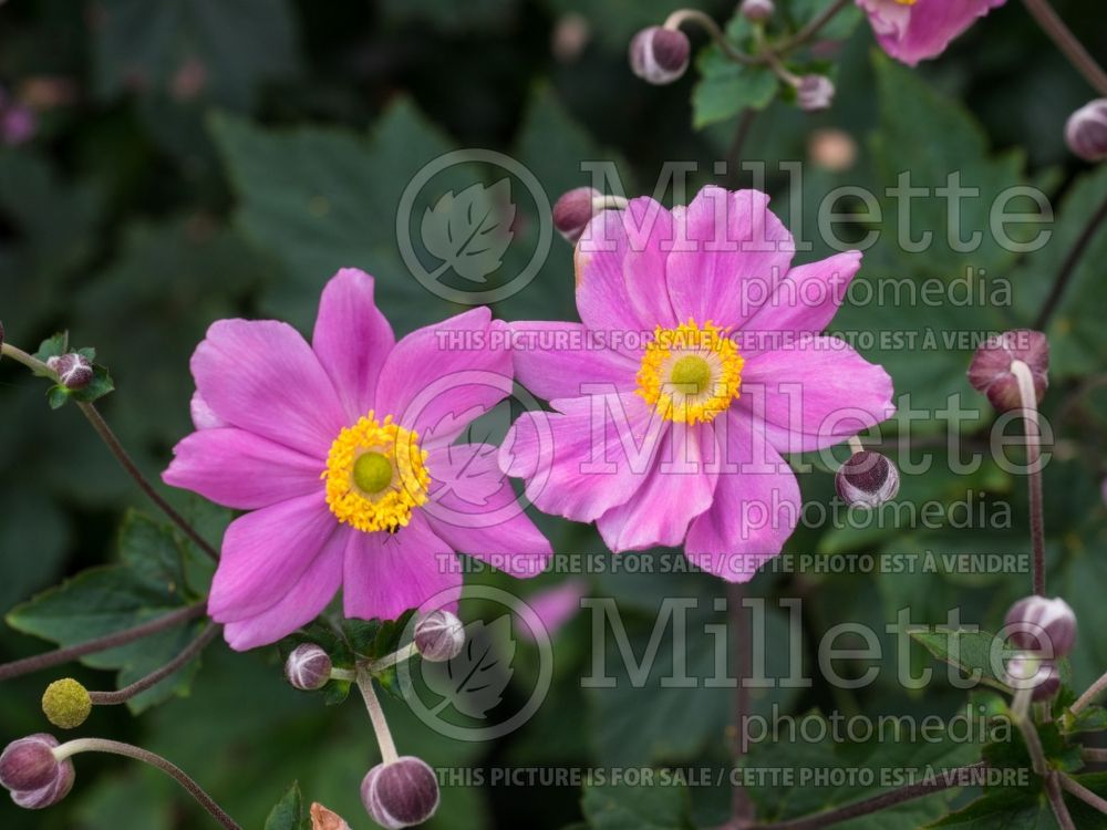 Anemone Serenade  (Japanese Anemone) 4