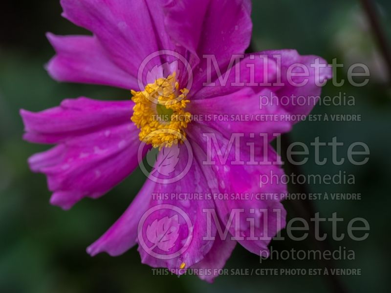 Anemone Serenade  (Japanese Anemone) 2