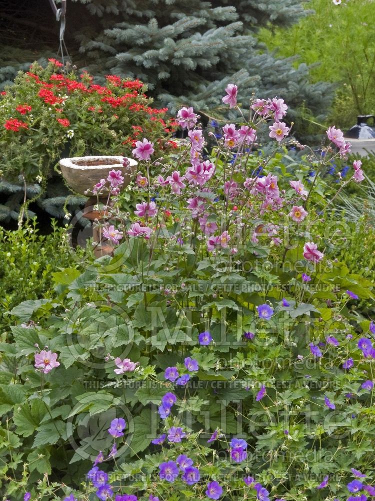 Landscaping with Anemone Serenade  (Japanese Anemone) 3 