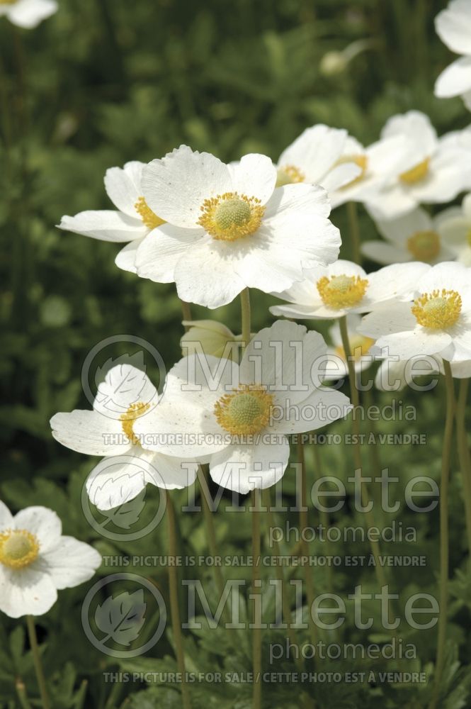 Anemone sylvestris (Pasque flowers Anemone)  1