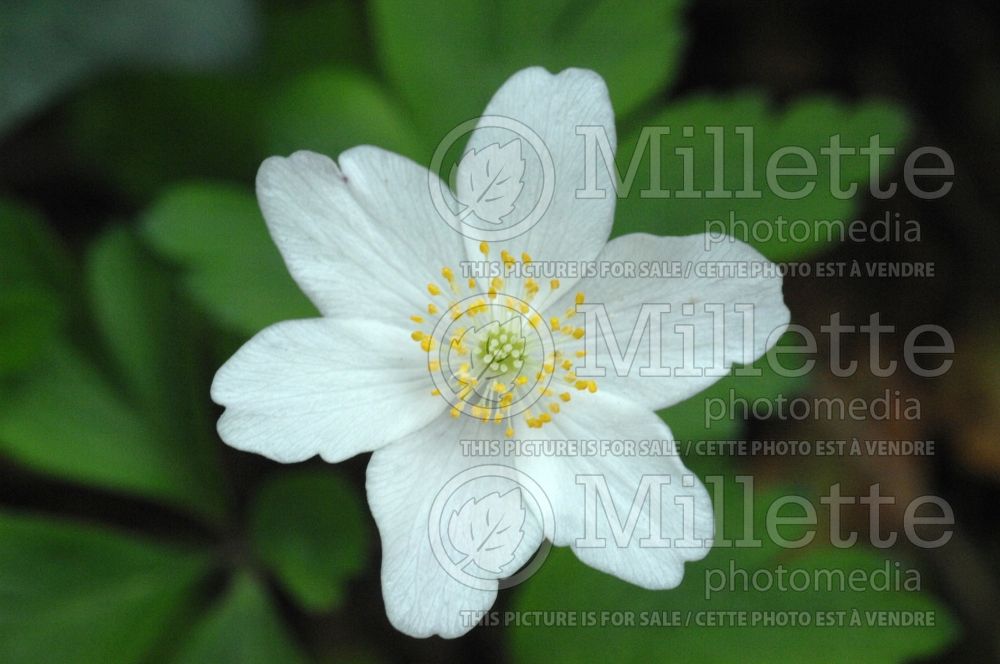 Anemone Sylvie (Japanese Anemone) 2 