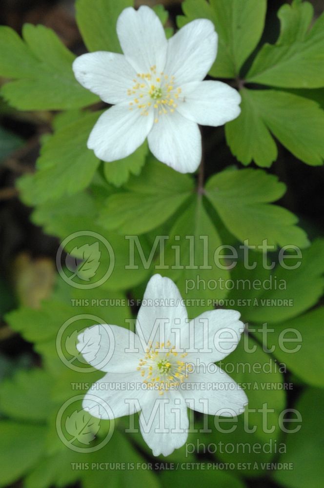 Anemone Sylvie (Japanese Anemone) 3 