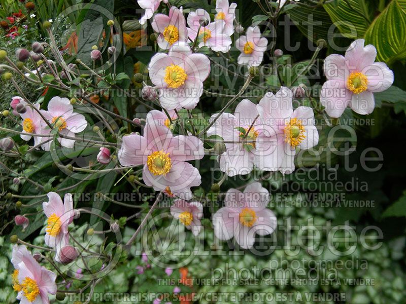 Anemone Robustissima (Anemone)  4