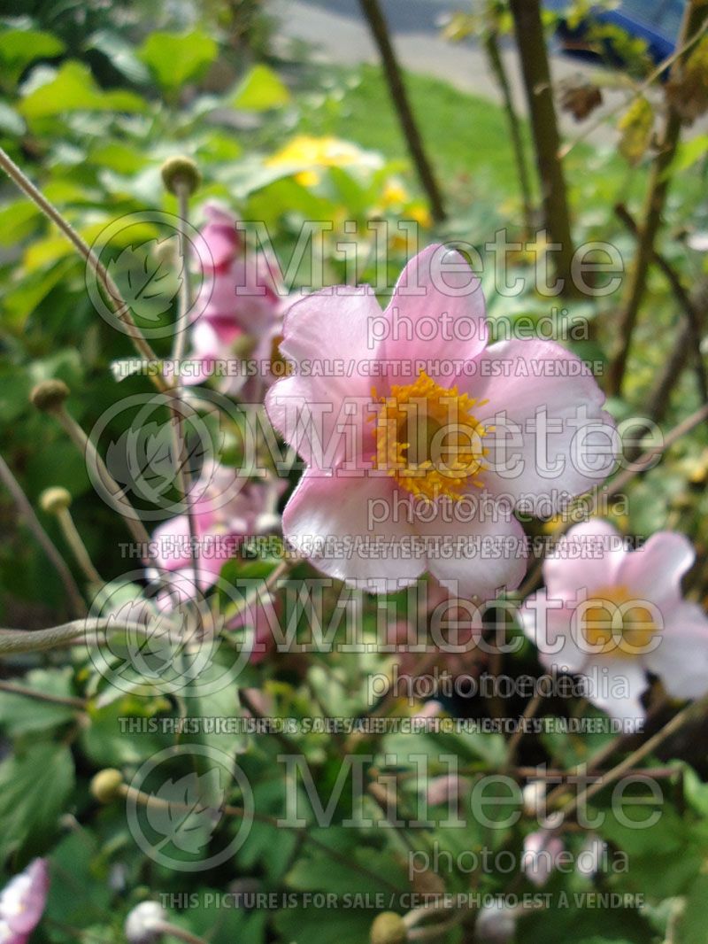 Anemone Robustissima (Anemone)  9