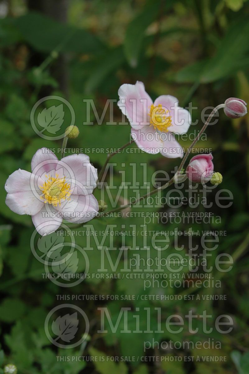 Anemone Robustissima (Anemone)  8