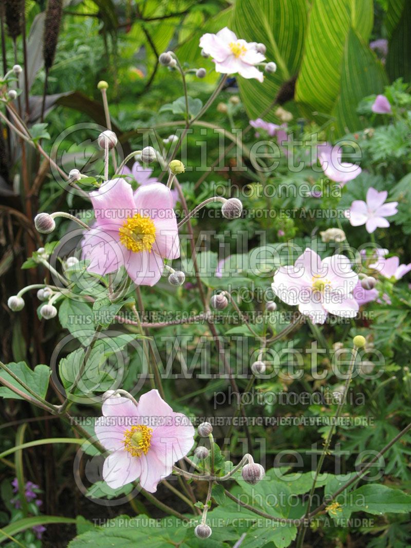 Anemone Robustissima (Anemone)  3