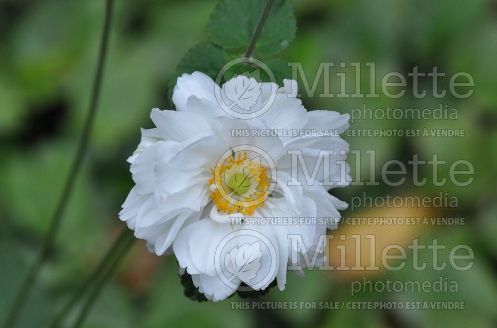 Anemone Whirlwind (Japanese Anemone) 1 