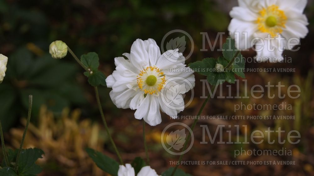 Anemone Whirlwind (Japanese Anemone) 3 