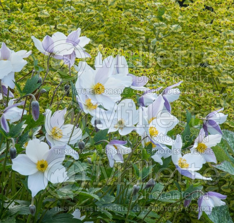 Anemone Wild Swan (Anemone) 6