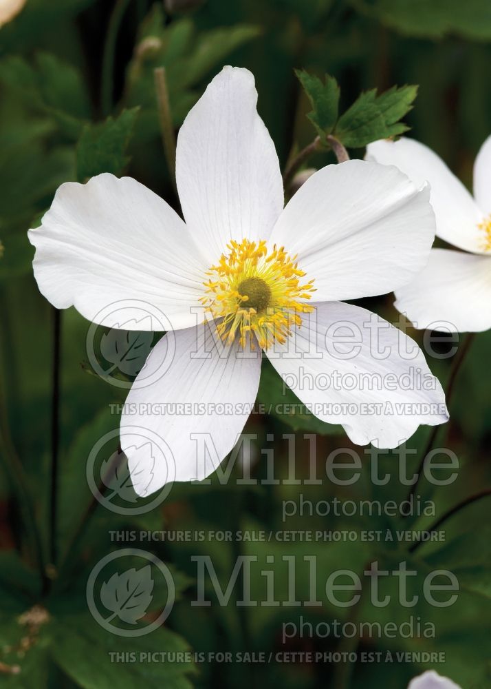 Anemone Wild Swan (Anemone) 3