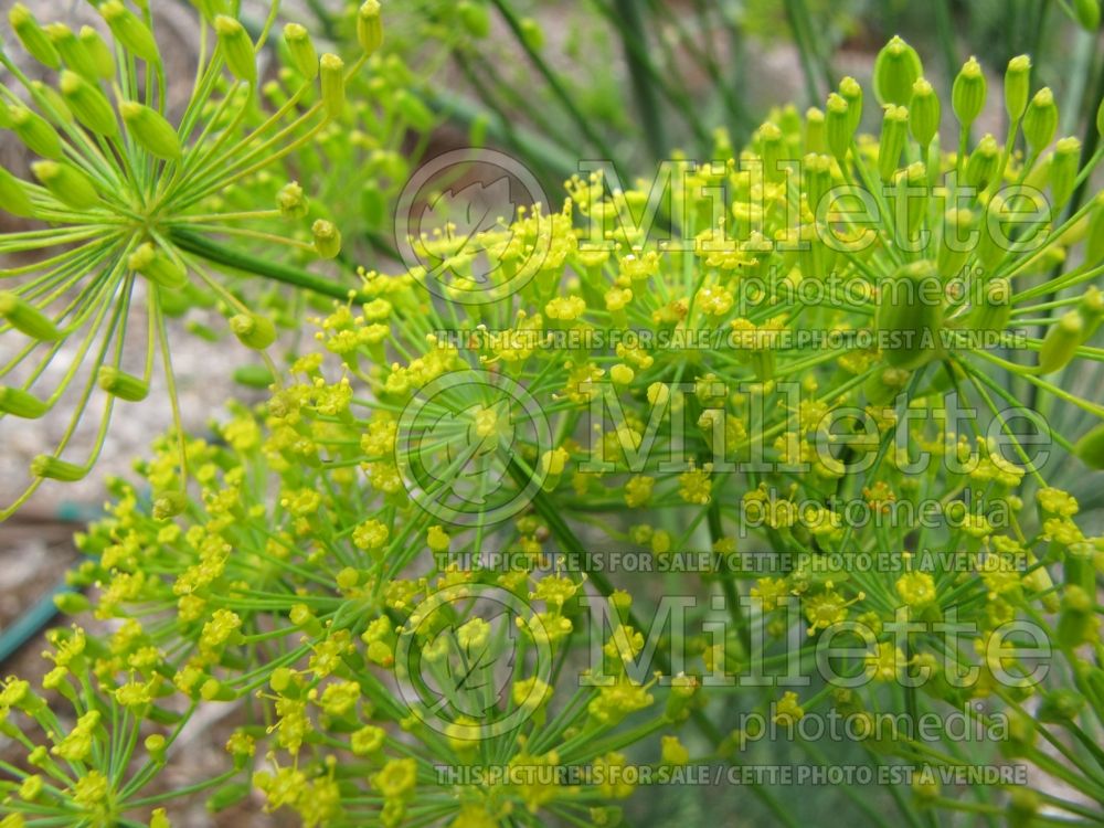 Anethum graveolens (Dill herb aneth) 10