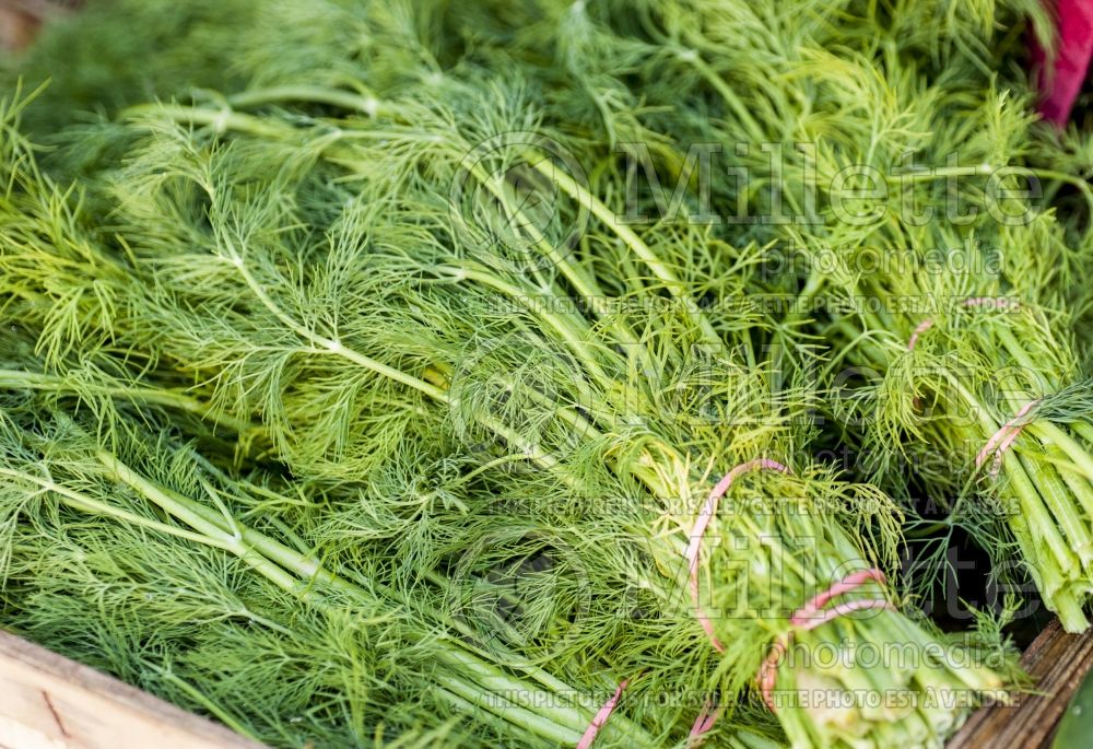 Anethum graveolens (Dill herb aneth) 9