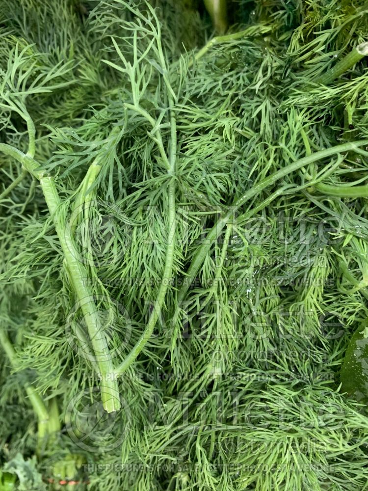 Anethum graveolens (Dill herb aneth) 3