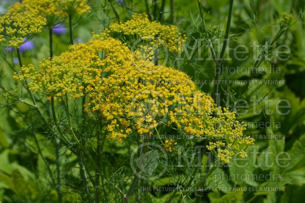 Anethum Hedger (Dill herb aneth) 2 