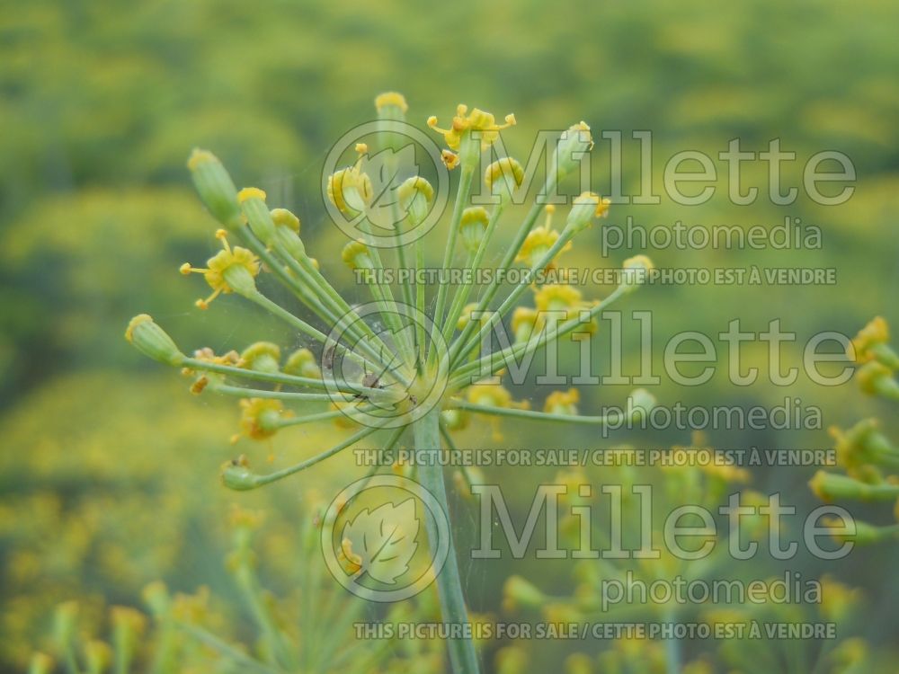 Anethum graveolens (Dill herb aneth) 7
