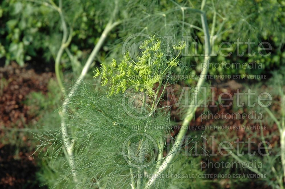 Anethum Superdukat (Dill herb aneth) 1 