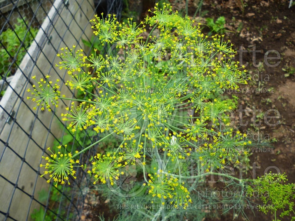 Anethum graveolens (Dill herb aneth) 2