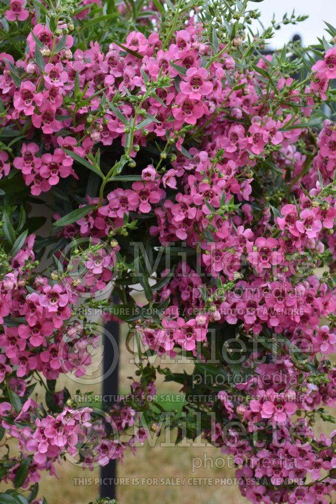 Angelonia Angelface Cascade Pink (Snapdragon) 1 