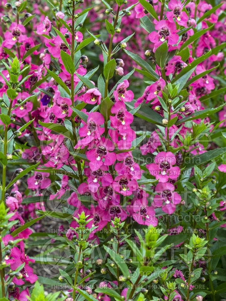 Angelonia Angelface Perfectly Pink (Summer Snapdragon) 2 