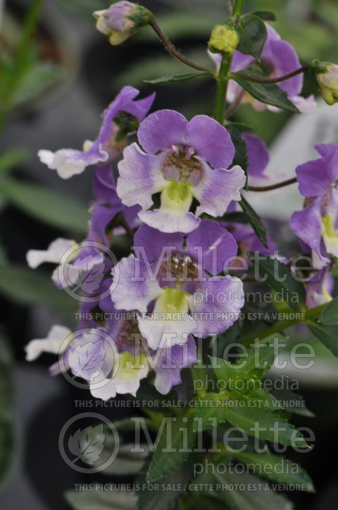 Angelonia Angelface Wedgwood Blue (Snapdragon) 1