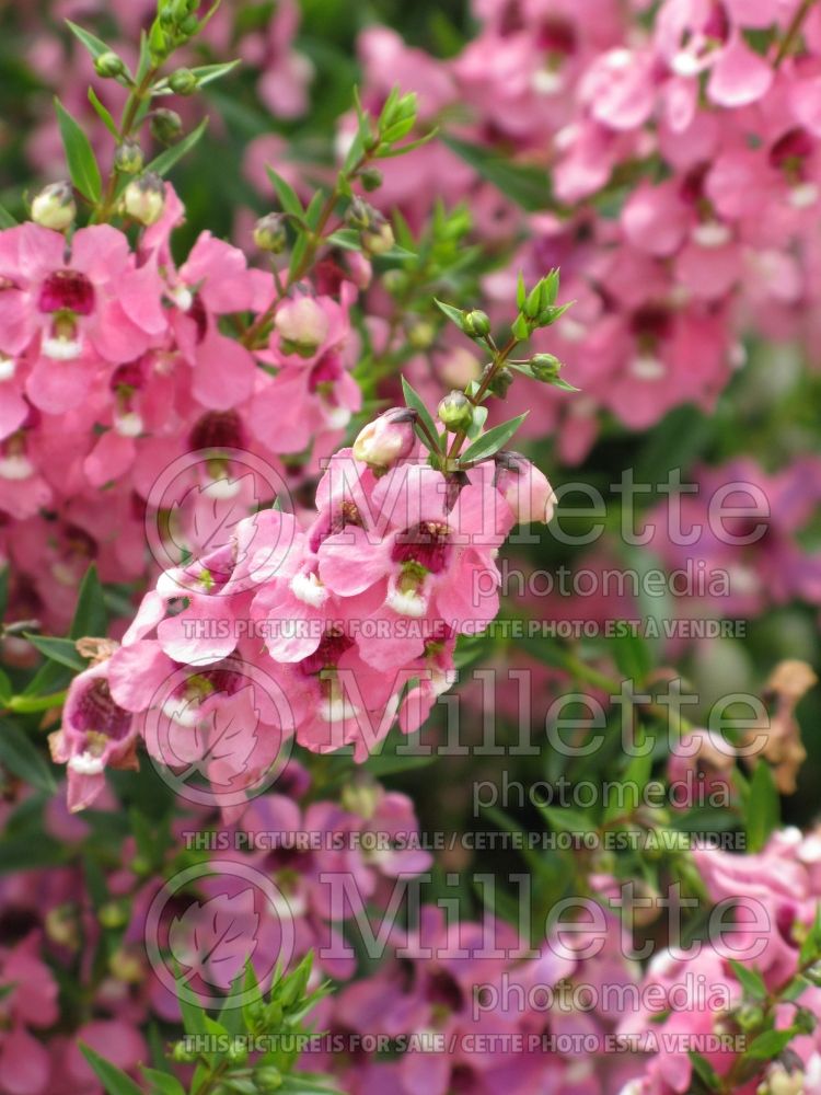 Angelonia AngelMist Dark Pink (Snapdragon) 1 