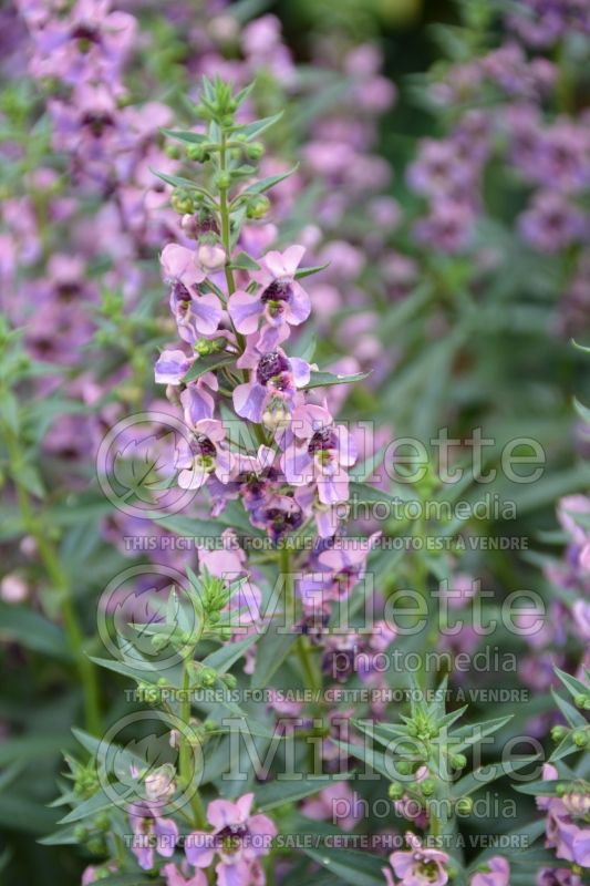 Angelonia Actors Pink Blue Splash (Snapdragon) 1 