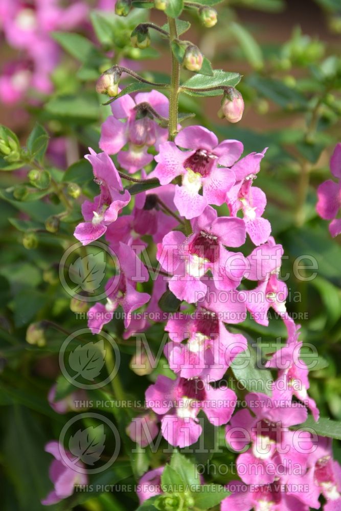 Angelonia Alonia Pink Romance (Snapdragon) 1 