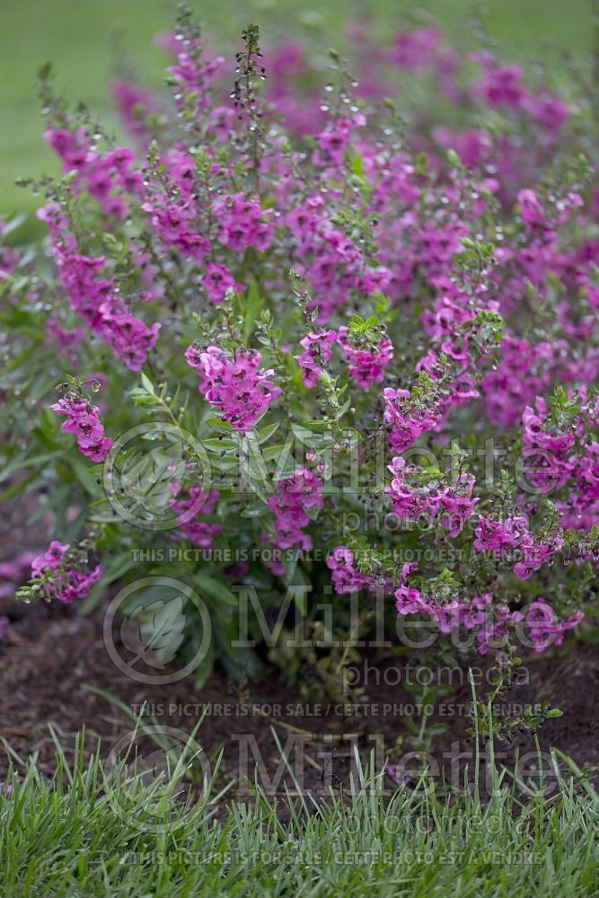 Angelonia Archangel Dark Rose (Snapdragon) 1 