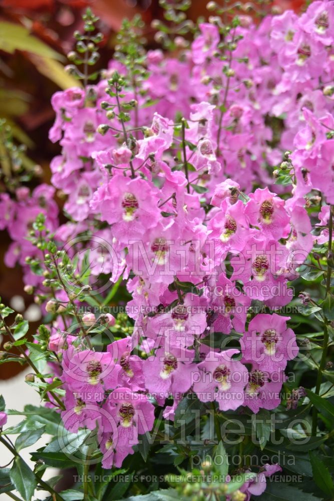 Angelonia Archangel Pink (Snapdragon) 1 