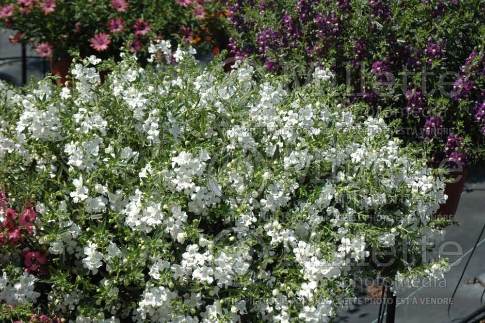 Angelonia Carita Cascade White (Snapdragon) 1