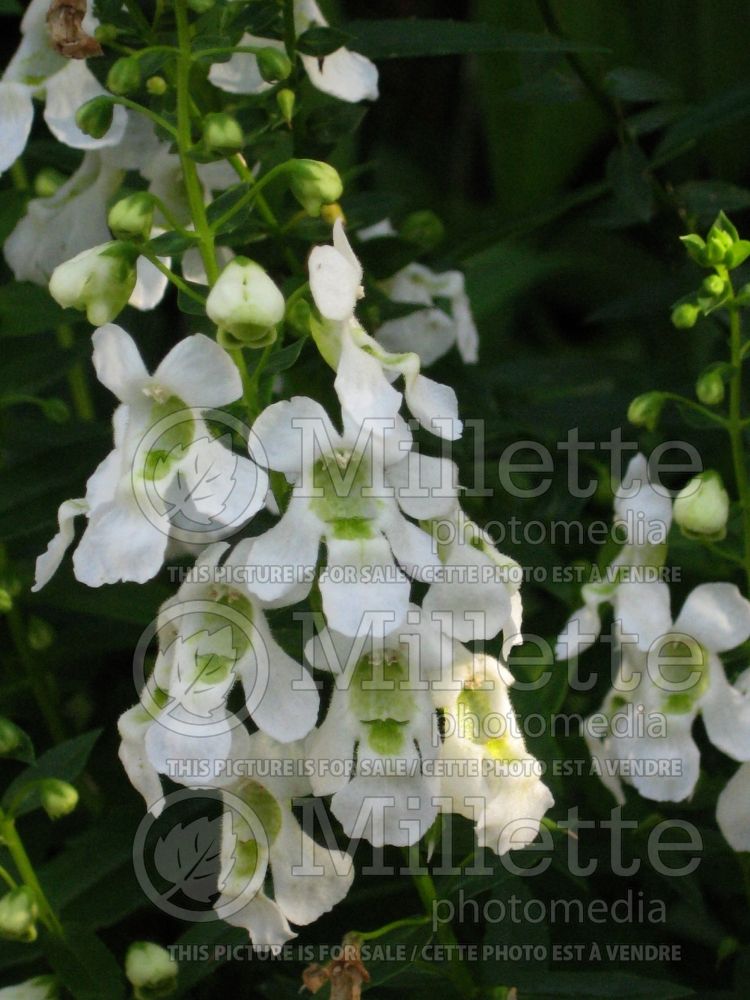 Angelonia Serena White (Snapdragon) 1 