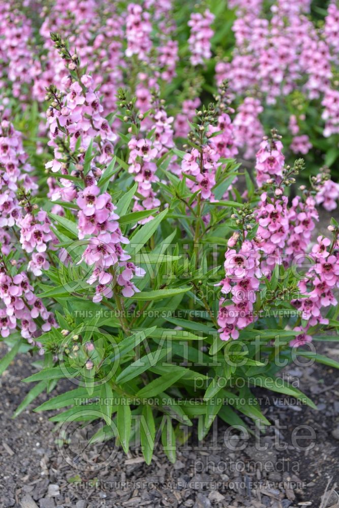 Angelonia Serenita Pink (Snapdragon) 1 