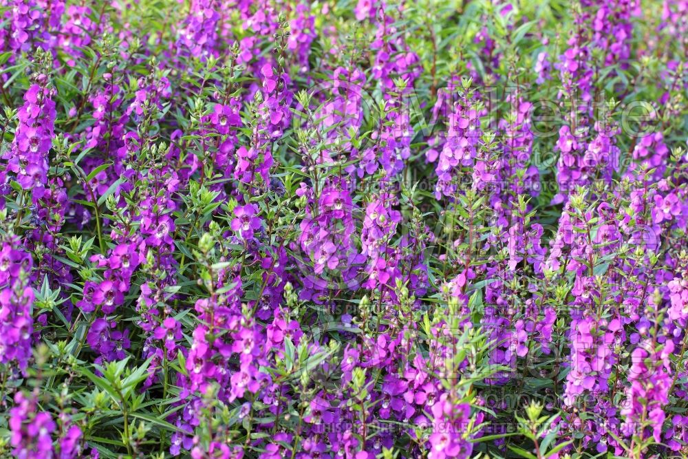 Angelonia Serenita Purple (Snapdragon) 2 