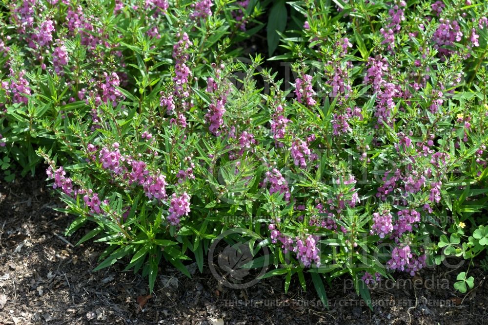 Angelonia Serenita Raspberry (Snapdragon) 3 