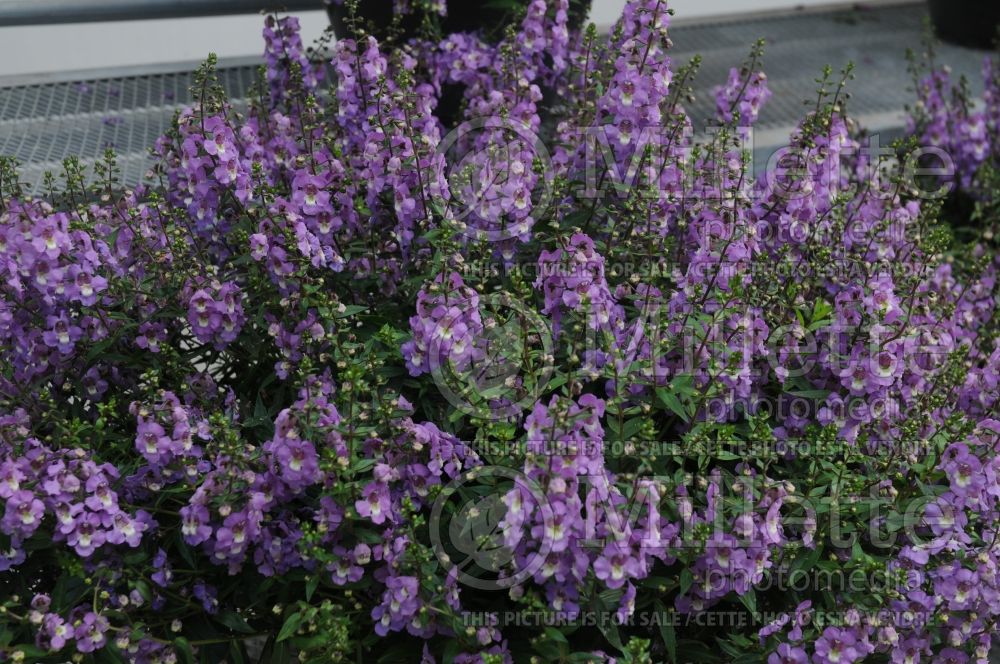 Angelonia Sungelonia Blue (Snapdragon) 1