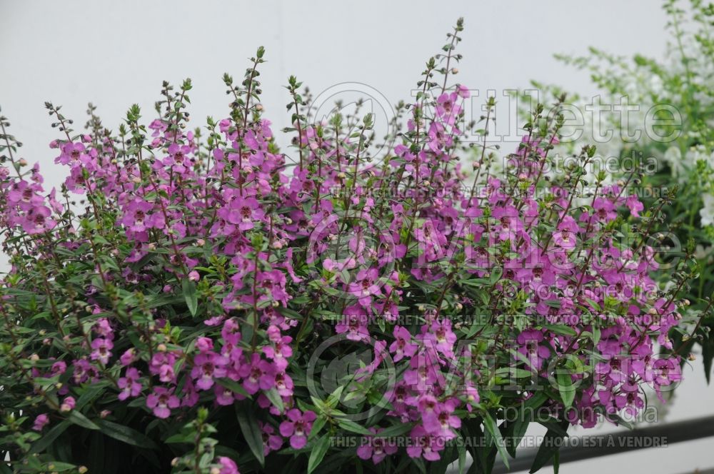 Angelonia Sungelonia Deep Pink (Snapdragon) 1 