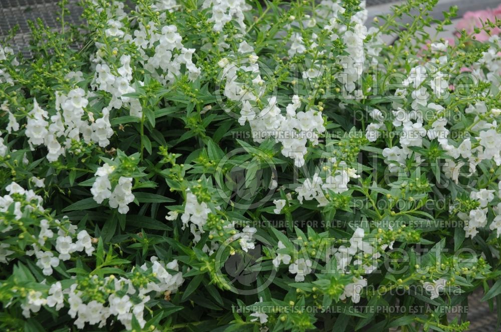 Angelonia Sungelonia Deep White (Snapdragon) 1