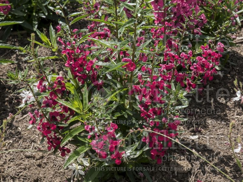 Angelonia Archangel Cherry Red (Snapdragon) 1 