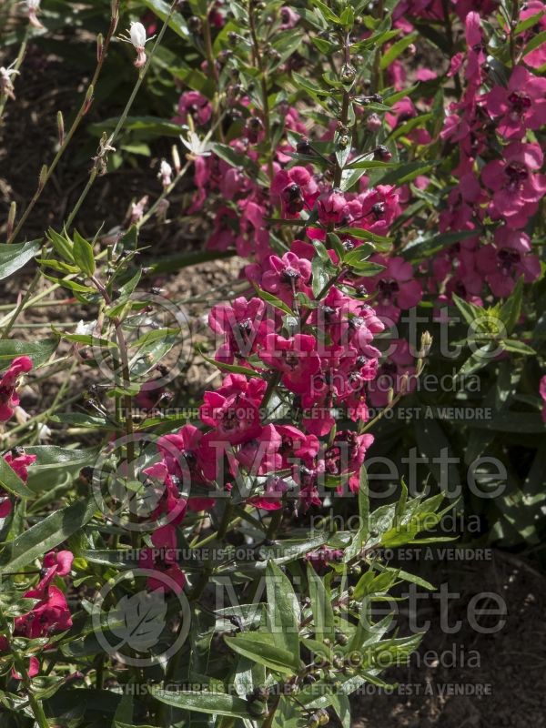 Angelonia Archangel Cherry Red (Snapdragon) 2 