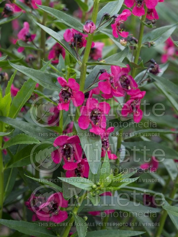 Angelonia Archangel Cherry Red (Snapdragon) 3 