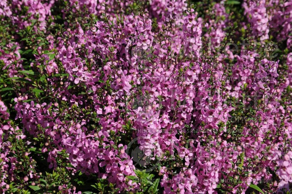 Angelonia Serena Waterfall Mixture Purple (Snapdragon) 1